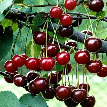 Visin Jubileu de Erd - Pomi fructiferi - AgroDenmar.ro Visin Jubileu de Erd - Pomi fructiferi - AgroDenmar.ro