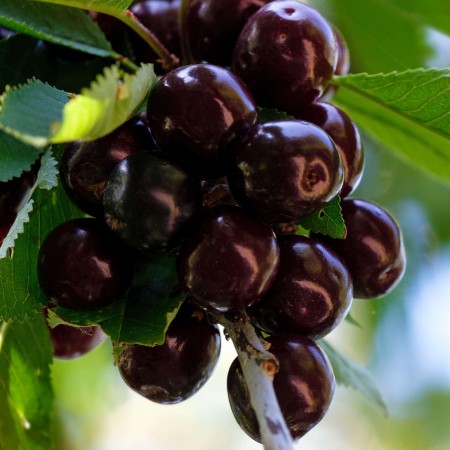 Visin Morella Neagra - Pomi fructiferi - AgroDenmar.ro