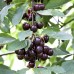 Visin Morella Neagra - Pomi fructiferi - AgroDenmar.ro