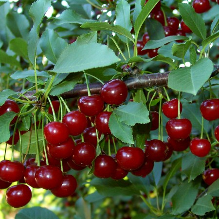 Visin Petri - Pomi fructiferi - AgroDenmar.ro