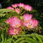 Arbore de matase - tip copac