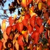 Arborele Păcii - Davidia involucarata vilmoriniana - Arbori ornamentali - AgroDenmar.ro