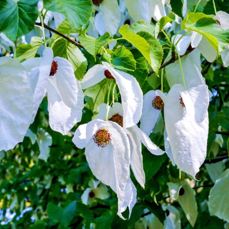 Arborele Păcii - Davidia involucarata vilmoriniana - Arbori ornamentali - AgroDenmar.ro