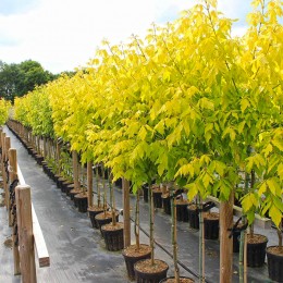Artar american Auriu -  tulpina inalta altoit - Arbori ornamentali - AgroDenmar.ro