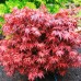 Artar japonez Rosu Shaina - Arbori ornamentali - AgroDenmar.ro