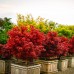 Artar japonez Rosu Shaina - Arbori ornamentali - AgroDenmar.ro