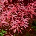Artar japonez Rosu Shaina - Arbori ornamentali - AgroDenmar.ro