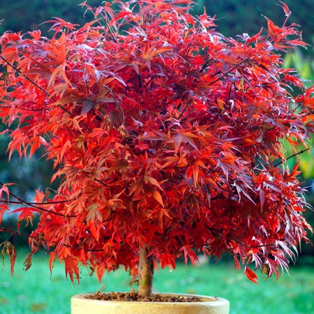 Artar japonez Rosu Shaina - Arbori ornamentali - AgroDenmar.ro