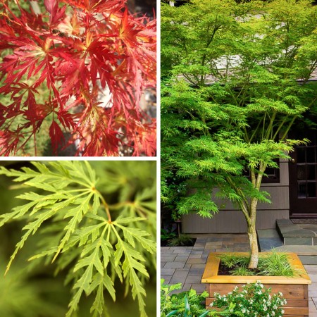 Artar japonez Seiryu - Arbori ornamentali - AgroDenmar.ro
