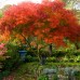Artar japonez Seiryu - Arbori ornamentali - AgroDenmar.ro