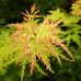 Artar japonez Seiryu - Arbori ornamentali - AgroDenmar.ro