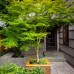 Artar japonez Seiryu - Arbori ornamentali - AgroDenmar.ro