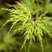 Artar japonez Seiryu - Arbori ornamentali - AgroDenmar.ro