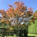 Artar japonez Seiryu - Arbori ornamentali - AgroDenmar.ro