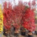 Artar Japonez Skeeters Broom - Arbori ornamentali - AgroDenmar.ro