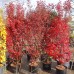 Artar Japonez Skeeters Broom - tip copac - Arbori ornamentali - AgroDenmar.ro
