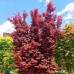 Artar Japonez Skeeters Broom - tip copac - Arbori ornamentali - AgroDenmar.ro