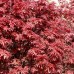 Artar Japonez Skeeters Broom - tip copac - Arbori ornamentali - AgroDenmar.ro