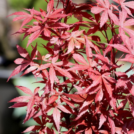 Artar Japonez Skeeters Broom - tip copac - Arbori ornamentali - AgroDenmar.ro