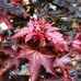 Artar norvegian Purple Globe - Arbori ornamentali - AgroDenmar.ro