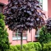 Artar norvegian Purple Globe - Arbori ornamentali - AgroDenmar.ro