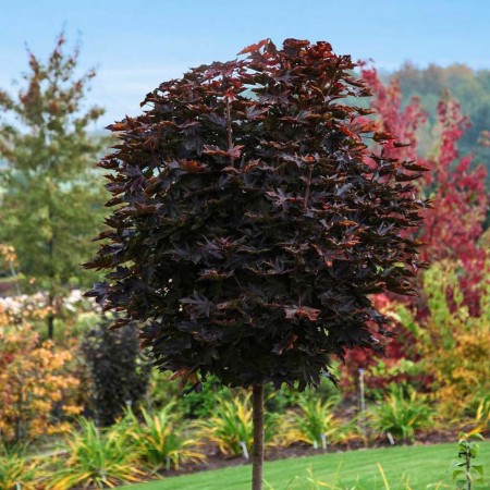 Artar norvegian Purple Globe - Arbori ornamentali - AgroDenmar.ro