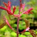 Artar Red Flamingo - Arbori ornamentali - AgroDenmar.ro