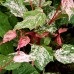 Artar Red Flamingo - Arbori ornamentali - AgroDenmar.ro