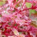 Artar Red Flamingo - Arbori ornamentali - AgroDenmar.ro