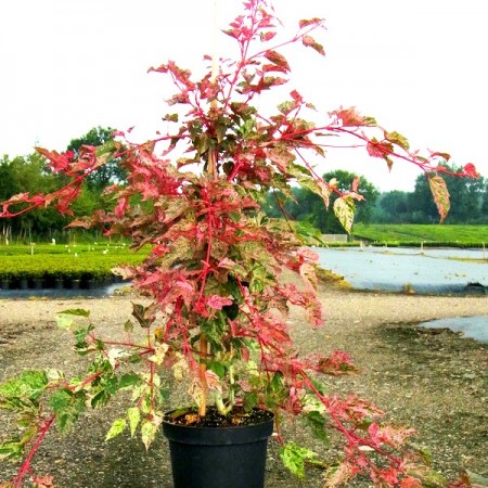 Artar Red Flamingo - Arbori ornamentali - AgroDenmar.ro