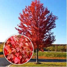 Artar Rosu Summer Red