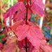 Artar Rosu Summer Red - Arbori ornamentali - AgroDenmar.ro