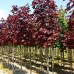 Artar Royal Red - Arbori ornamentali - AgroDenmar.ro