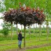 Artar Royal Red - Arbori ornamentali - AgroDenmar.ro