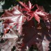 Artar Royal Red - Arbori ornamentali - AgroDenmar.ro