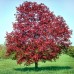 Artar Royal Red - Arbori ornamentali - AgroDenmar.ro