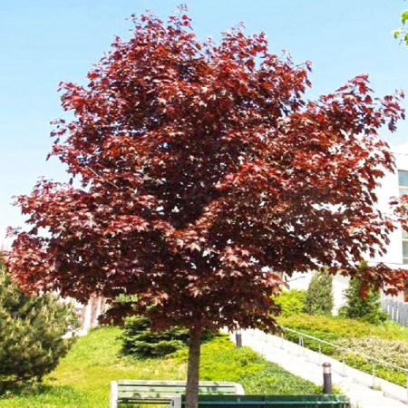 Artar Royal Red - Arbori ornamentali - AgroDenmar.ro
