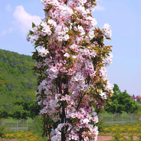 Cires Japonez Amanogawa - Arbori ornamentali - AgroDenmar.ro