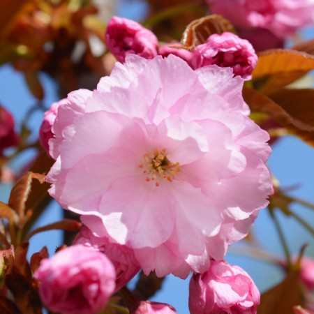 Cires Japonez Kanzan 140 - 160 cm 12/14 - Arbori ornamentali - AgroDenmar.ro