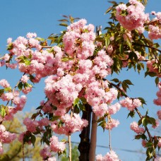 Cires Japonez Kiku Shidare Zakura