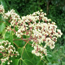 Copacul de miere (Evodia hupehensis)