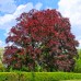 Fag rosu 40 - 60 cm - Arbori ornamentali - AgroDenmar.ro