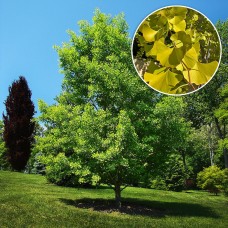Ginkgo Biloba 60 - 80 cm