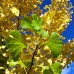 Ginkgo Biloba 130 cm - Arbori ornamentali - AgroDenmar.ro