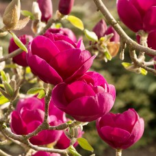 Magnolia Black Tulip