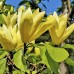 Magnolia Daphne - Arbori ornamentali - AgroDenmar.ro