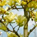 Magnolia Elisabeth - Arbori ornamentali - AgroDenmar.ro