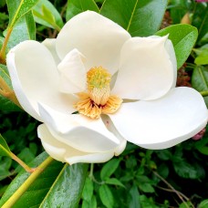 Magnolia grandiflora Maryland