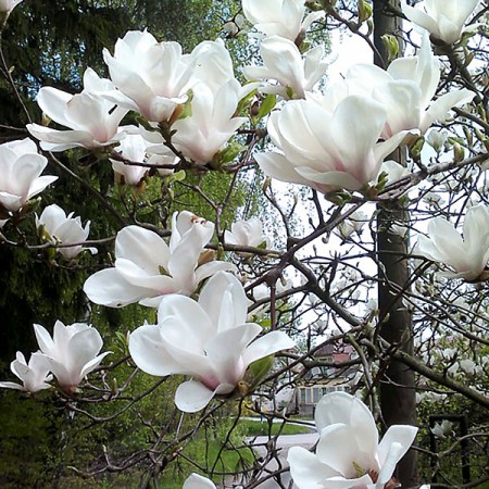 Magnolia Soulangeana Alba Superba 100 - 120 cm - Arbori ornamentali - AgroDenmar.ro