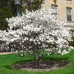 Magnolia Stellata - Arbori ornamentali - AgroDenmar.ro